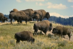 Buffalo.jpg