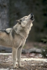 Wolf.jpg