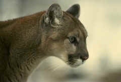 Lion.jpg